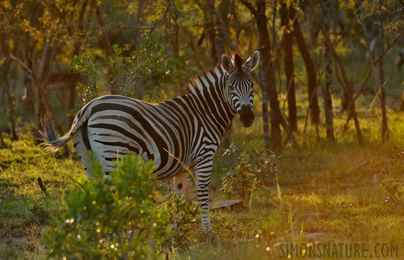 Equus quagga chapmani [280 mm, 1/320 sec at f / 6.3, ISO 2000]